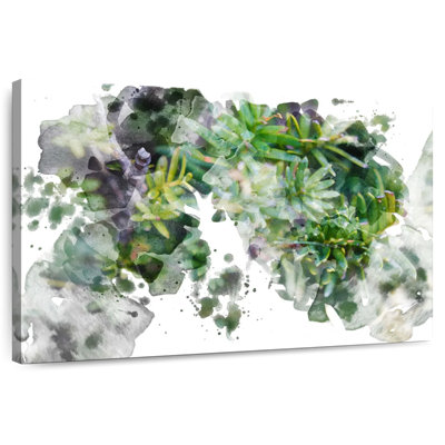 Plante grasse Harnek