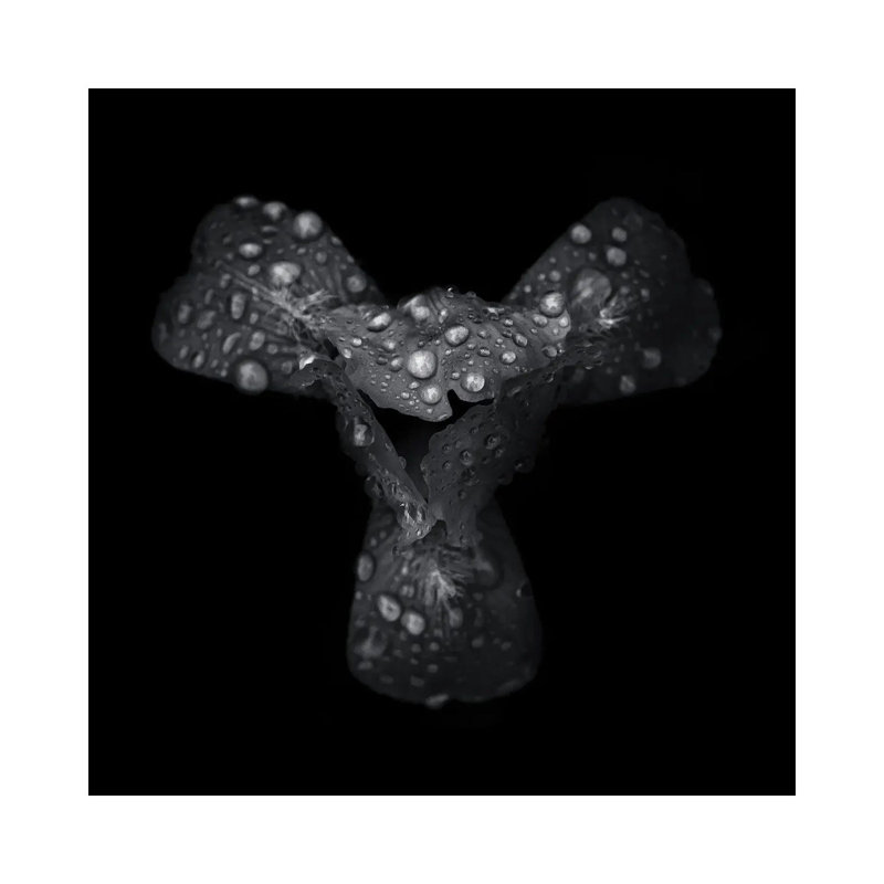 Black And White Petals by Brian Carson - Wrapped Canvas Print, 30.48 cm H x 30.48 cm W