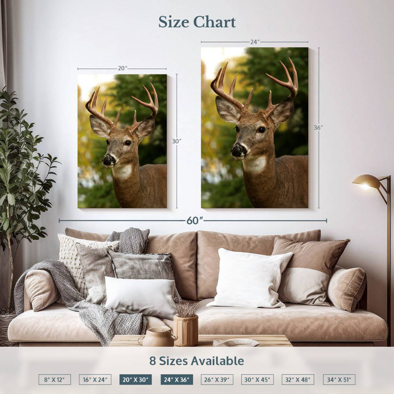 Whitetail Buck, H 30 po x l 20 po
