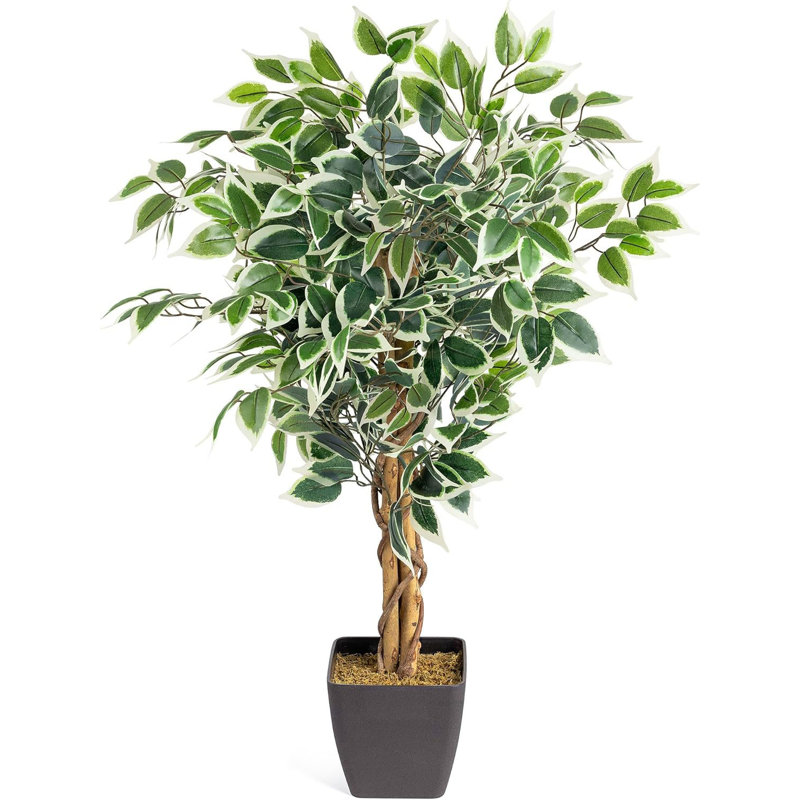 90cm Plant