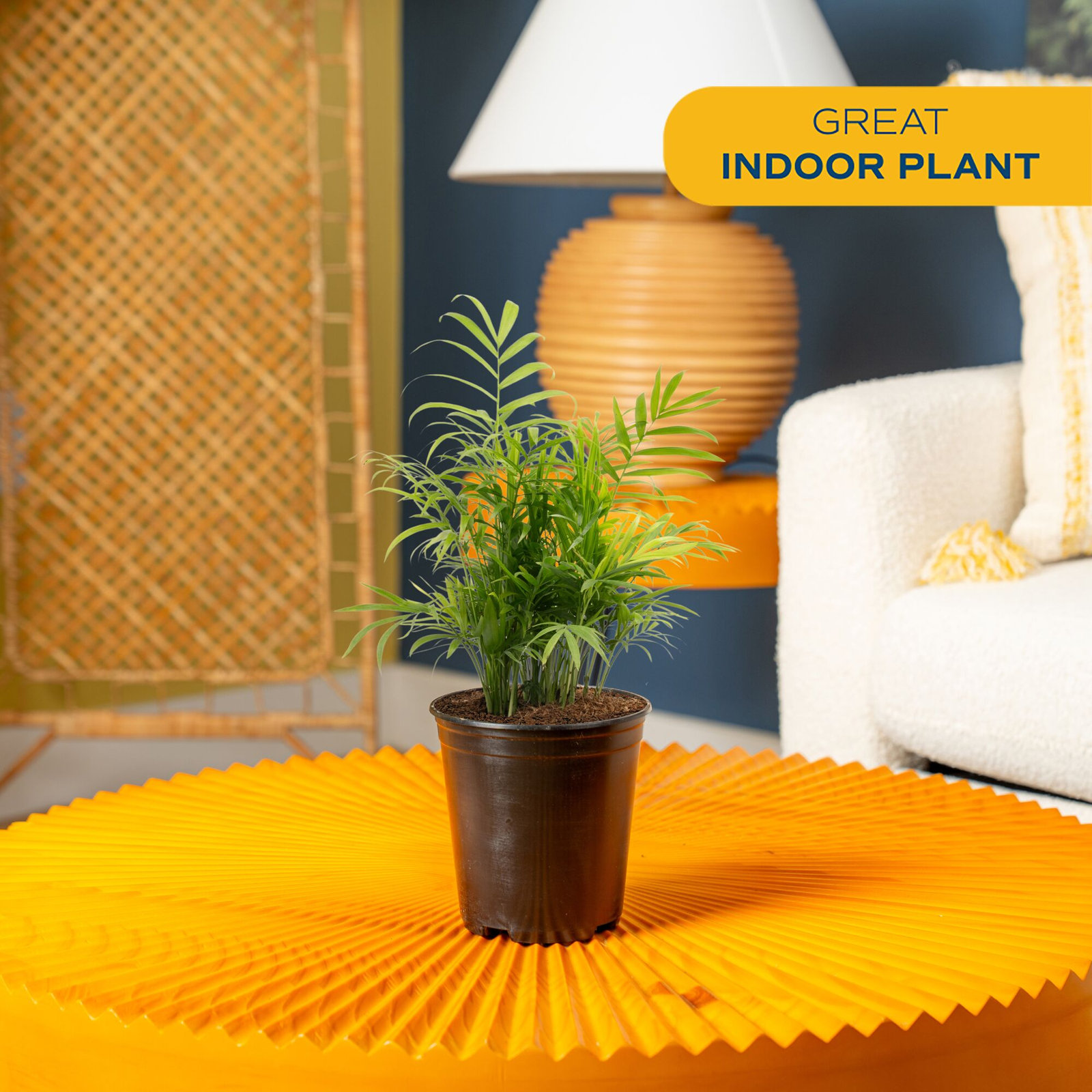 Costa Farms Neanthebella Palm Grower Plant