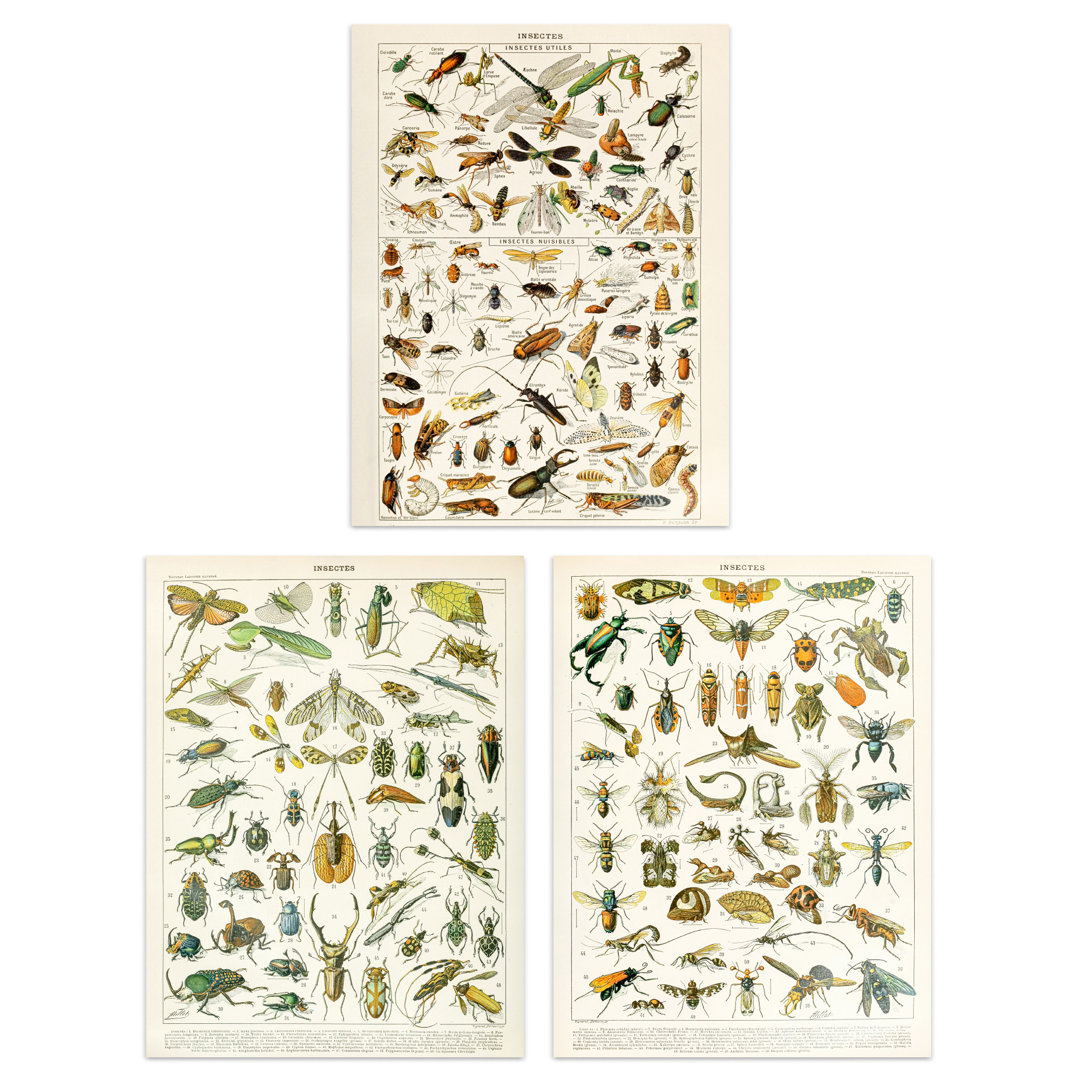 Insects Bugs And Beetles Retro Vintage Millot 3-Piece Set Unframed Wall Art Prints Study Office Aesthetic Illustrations