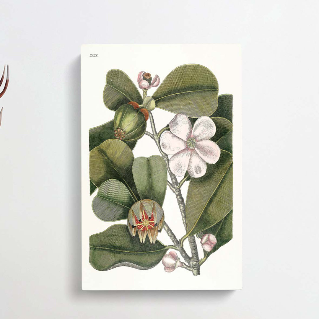 Balsam Tree Flowers by Mark Catesby - Wrapped Canvas
