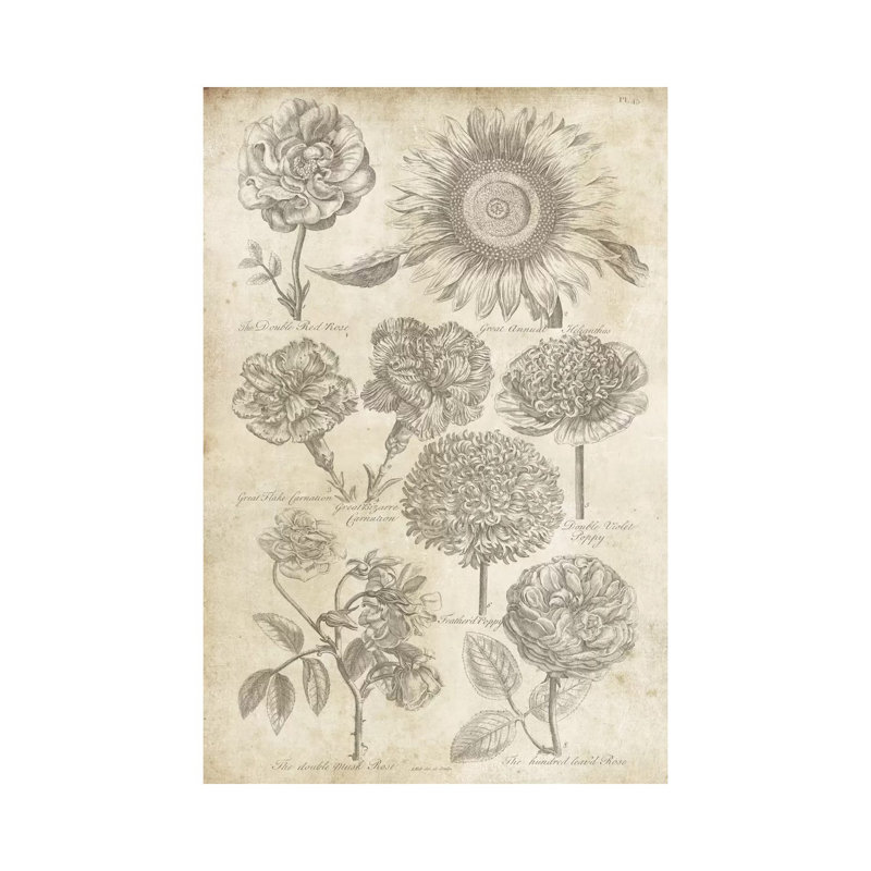 Eden Antique Bookplate II by Wild Apple Portfolio - Gallery-Wrapped Canvas Giclée on Canvas, No Frame