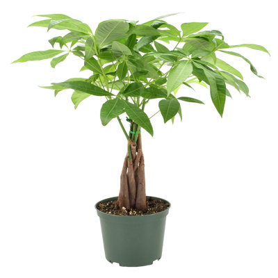 Arcadia Garden Products Money Tree In Grower Pot Live Money Tree (Pachira Aquatica) (Jade Plant) Plant in Pot