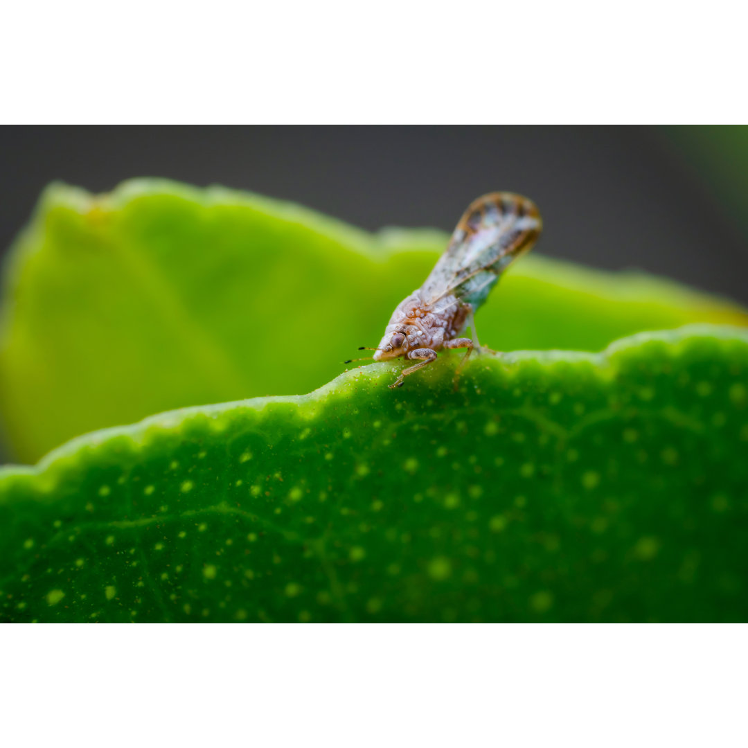 Asian Citrus Psyllid - Drucken