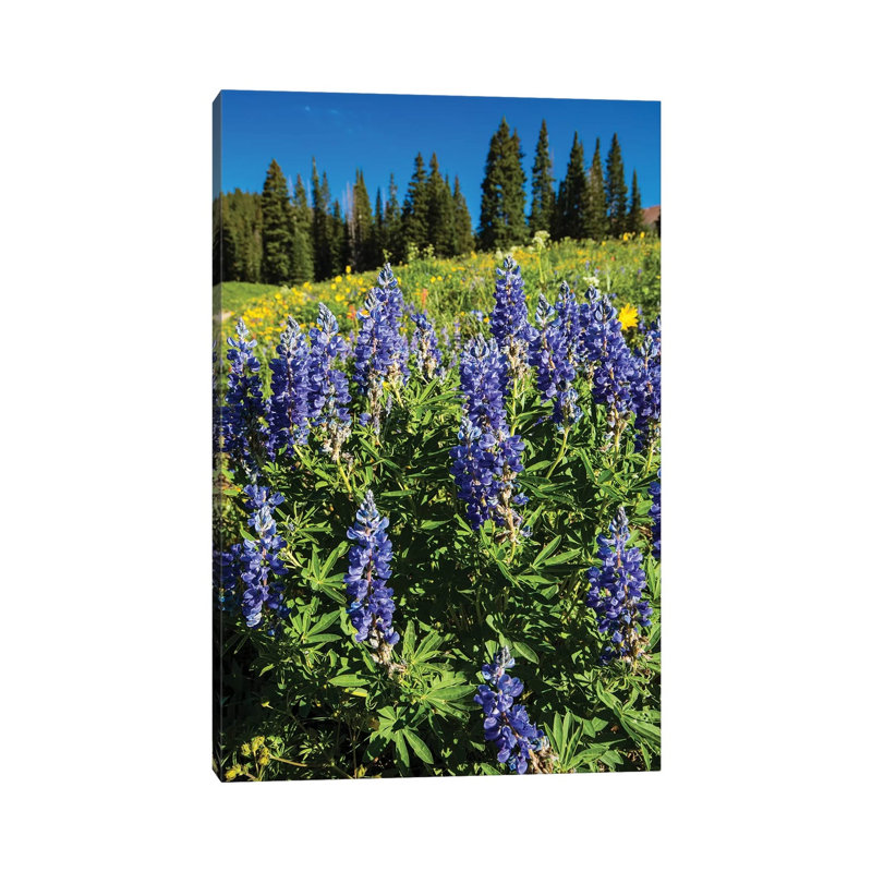Purple Wildflowers Growing In A Field, Crested Butte, Colorado, USA - Wrapped Canvas Print