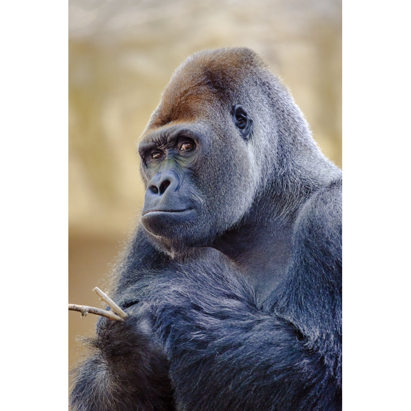 «Silverback Gorilla» par Lekcej - Photographie sur toile tendue, L 12 po x H 18 po