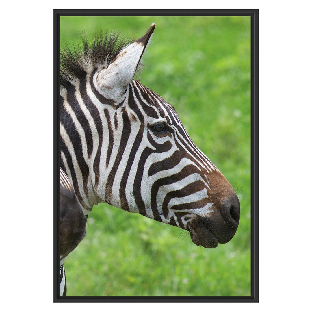 Gerahmtes Wandbild schönes Zebrapaar