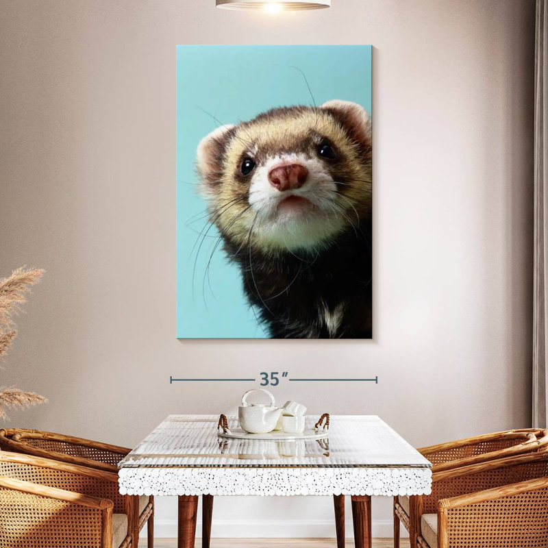 Furet sournois, H 51 po x l 34 po