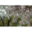 Lustre Starburst-100088327-100088337