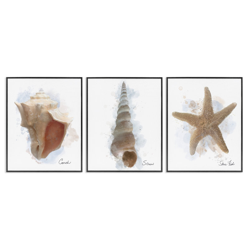 Ensemble de 3 giclées encadrées Honeybloom Coastal Seashells, par Matthew Piotrowicz, H 14 po x l 11 po