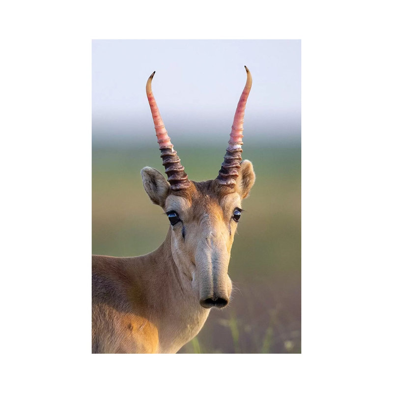 Saiga Young Male Russia - Wrapped Canvas Print, 30.48 cm H x 45.72 cm W