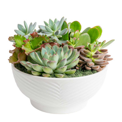 Succulent in Planter