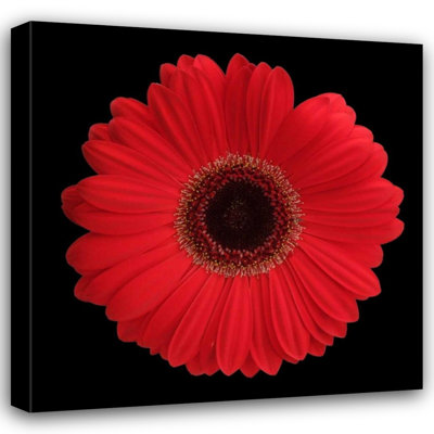 ArtDirect Christensen, Jim Gallery Wrapped Canvas Art Titled: Red Gerbera Daisy