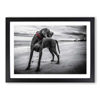Weimaraner Dog Framed Photographic - Framed Print