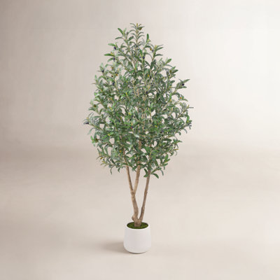 84" Olive Tree in Pot