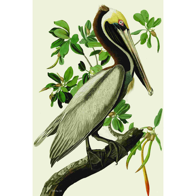 Pélican brun Audubon, H 18 po x l 12 po
