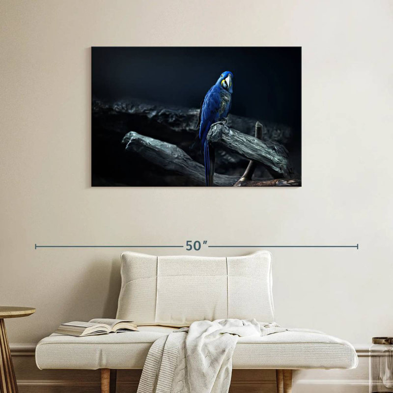 Brampt Hyacinth Macaw