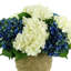 Hydrangeas Arranged in Straw Grass Pot