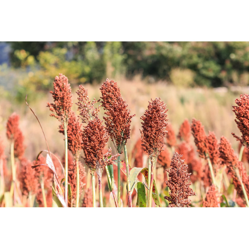 Sorghum Field par Cellena - Photographie sur toile tendue, H 8 po x l 12 po