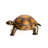 Reginia Tortoise Statue