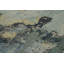 Distressed Homage Hand Knotted Wool Animal Print Area Rug-1192209241