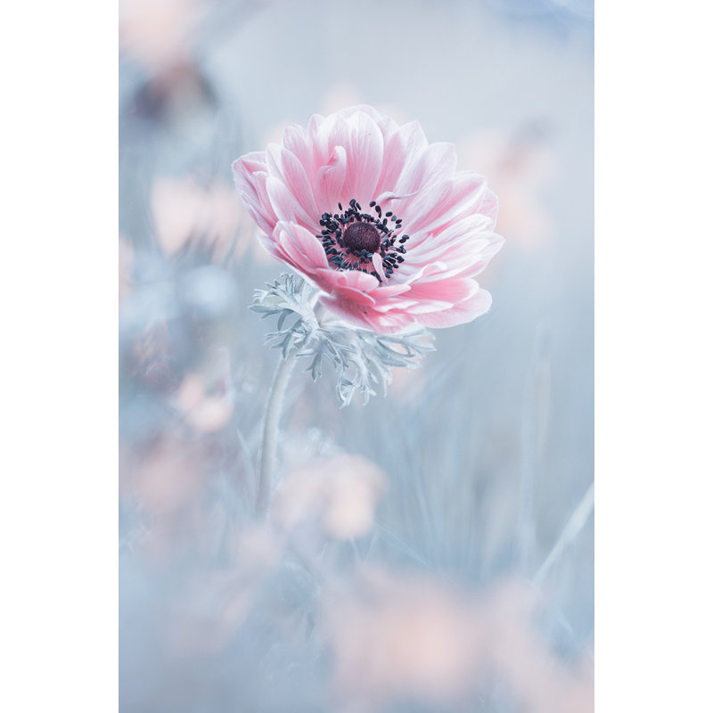 Wrapped Canvas Print, 60.96 cm H x 91.44 cm W