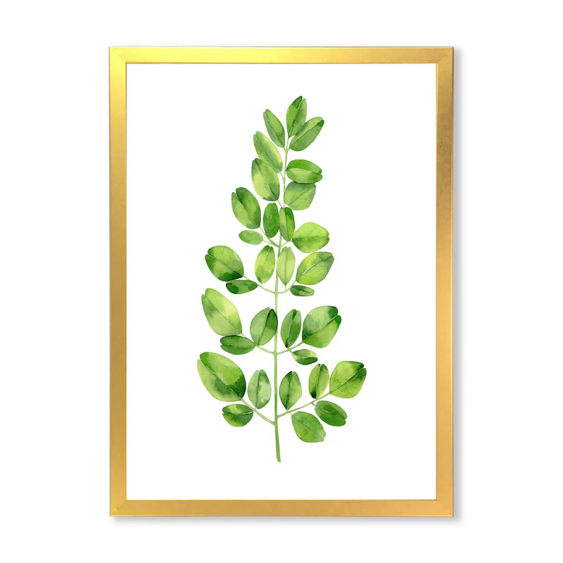 Moringa Branch Tropical Tree Foliage - reproduction d'art sur toile, H 40 po x l 30 po x 1,5 po, Encadrement doré