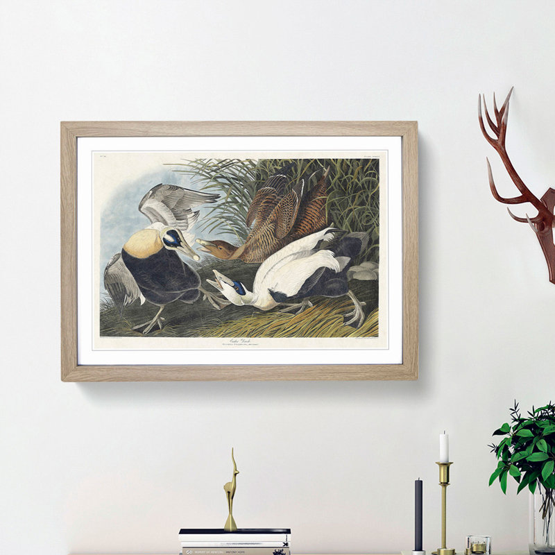 Eider Duck by John Audubon - Picture Frame Painting Print, 27cm H x 36cm W x 2cm D, Oak Framed