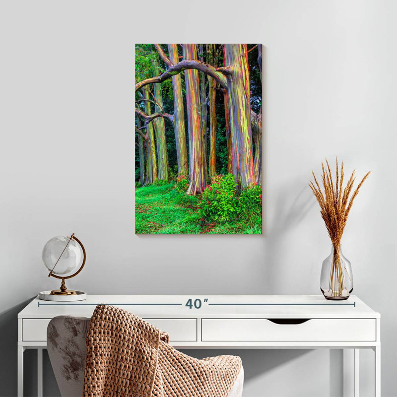 Alvord Maui Rainbow Eucalyptus Trees, 24" H x 16" W