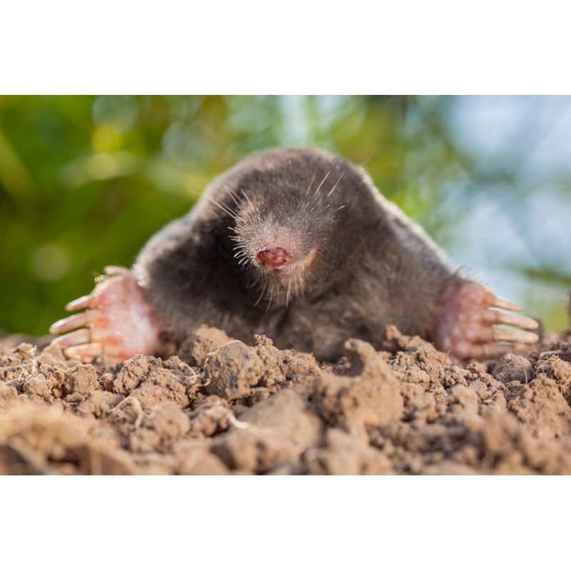 Wild Mole par Creativenature_Nl - Photographie sur toile tendue, H 18 po x l 12 po