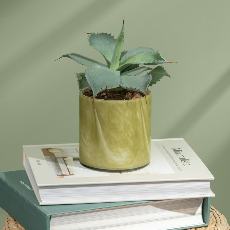 Bougie parfumée à base de plantes avec support en verre Source & Story