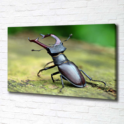 Beetle - Wrapped Canvas Print