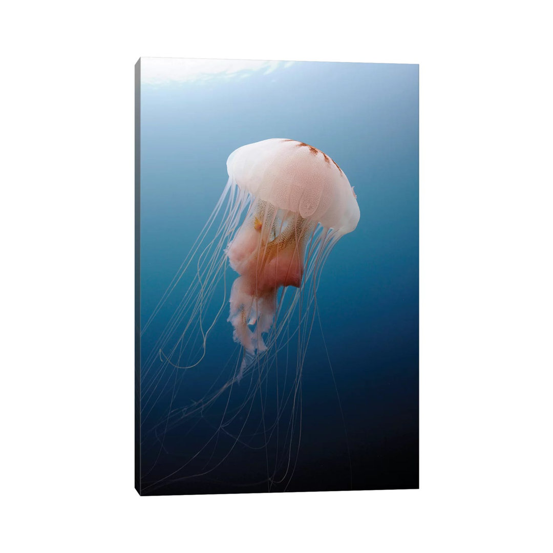 Sea Nettle Jellyfish In Atlantic Ocean I by Karen Doody - Wrapped Canvas Print