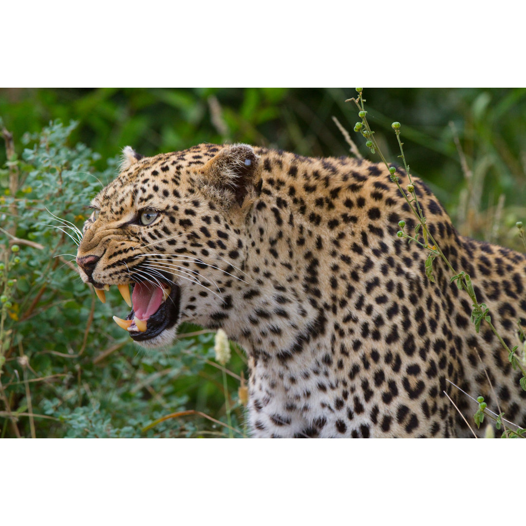 Leinwandbild Growling Leopard