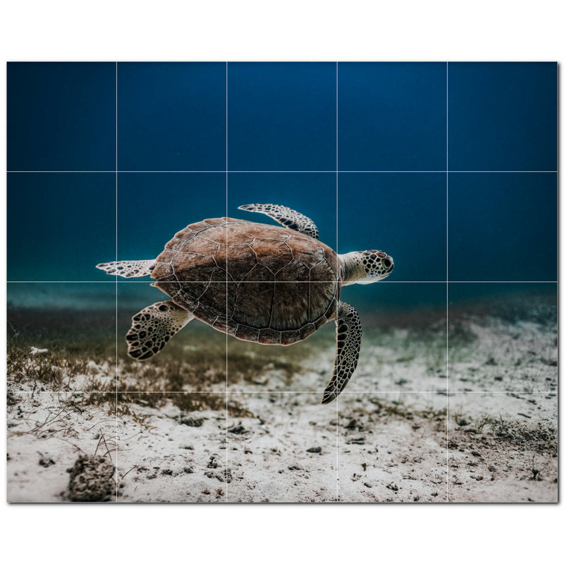 Tortue photo 4,25 x 4,25