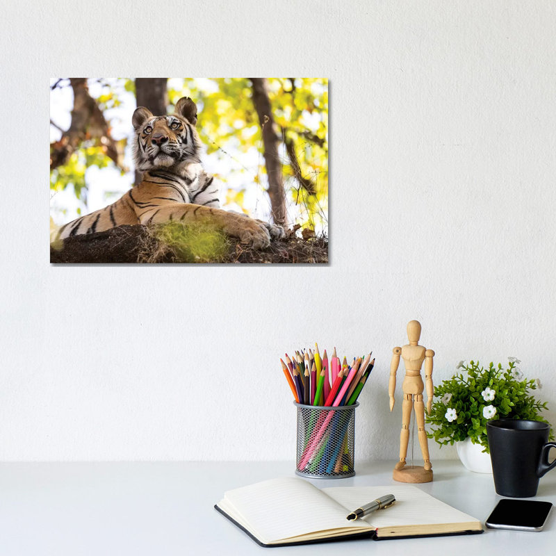 India, Madhya Pradesh, Bandhavgarh National Park. A Young Bengal Tiger Watching From Its Perch High Up On A Rock. by Ellen Goff - Wrapped Canvas Print