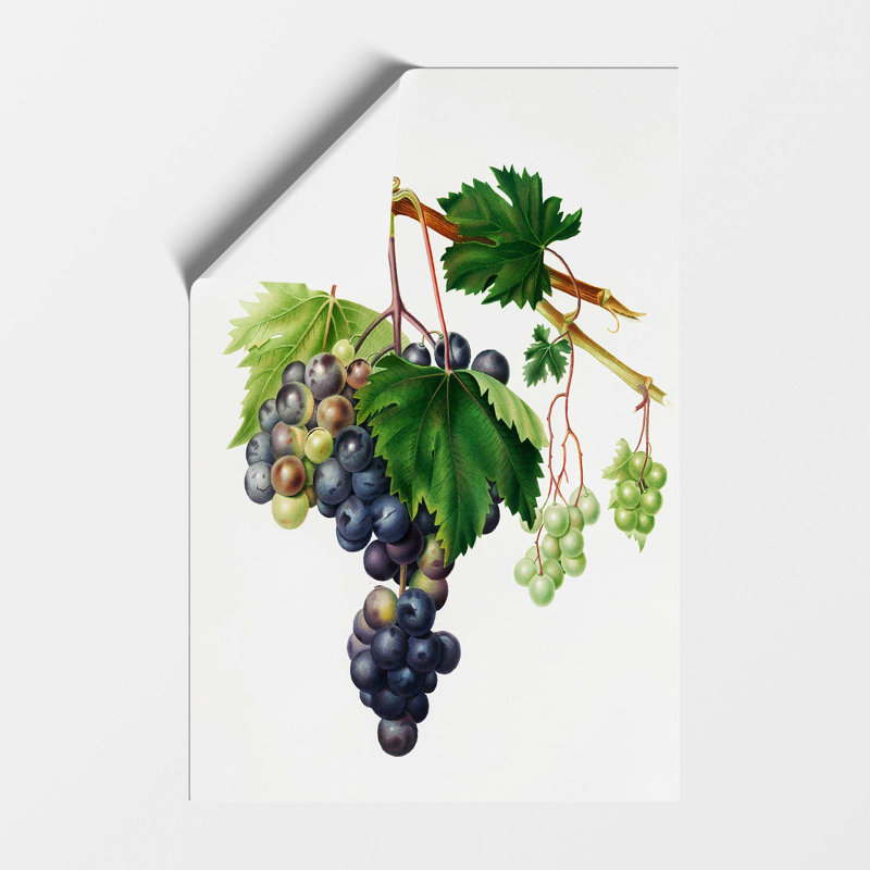 Grape Vine From Ischia by Giorgio Gallesio - No Frame Painting, 59.4 cm H x 42 cm W