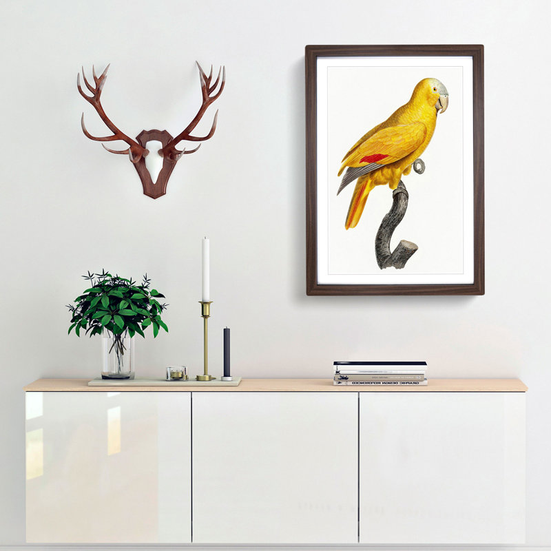 Golden Parrot by F. Levaillant - Picture Frame Art Print, Walnut Framed, 36cm H x 27cm W x 2cm D
