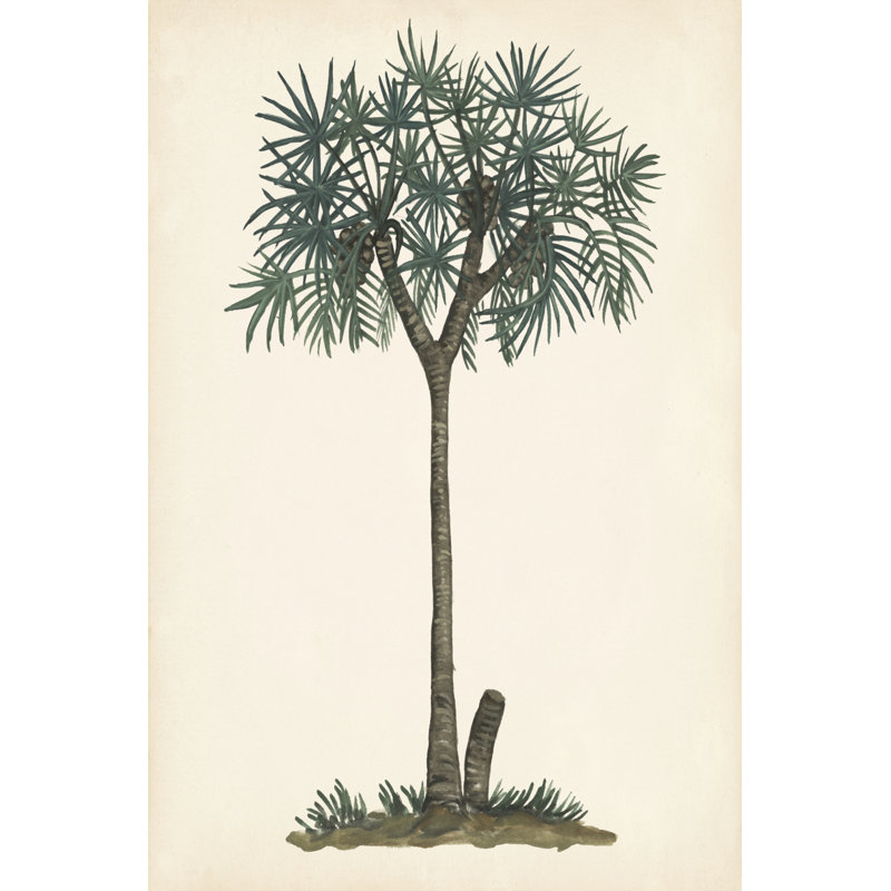 Palm Tree Study III - Wrapped Canvas Art Prints, 46cm H x 30cm W x 3.8cm D
