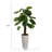 Panama Foliage Plant in Planter