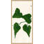 Ivy II Giclee Print by Susan Hable