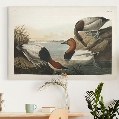 " Pl 301 Canvas-backed Duck "
