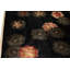 Floral Area Rug