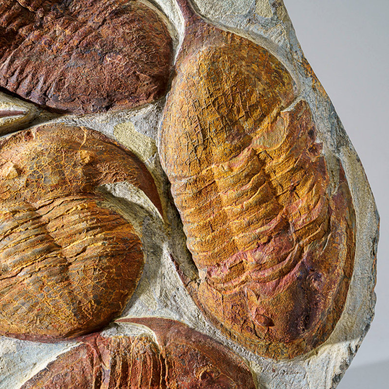 Genuine Cluster Trilobite (Ptychopariida) Fossil On Matrix