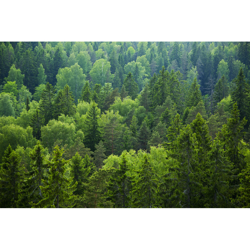 Mixed Forest - Wrapped Canvas Print, 20cm H x 30cm W x 3.8cm D