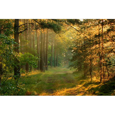 Forêt et rayons de soleil par Konradlew