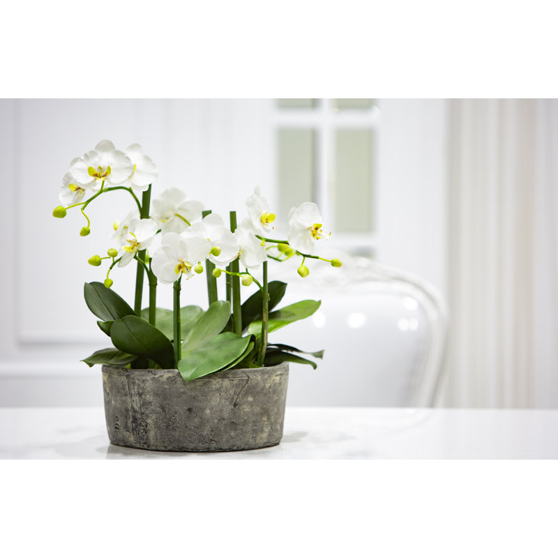 Orchid Arrangement in Pot