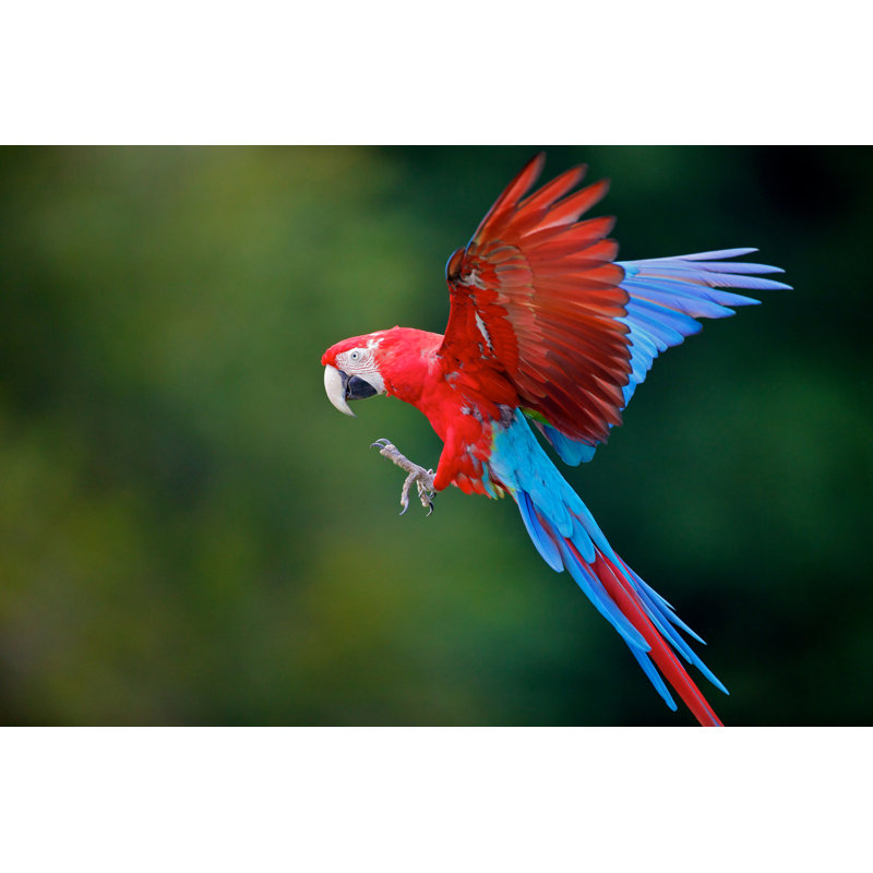 Parrot by D-Arnaud - Wrapped Canvas Print, 30cm H x 46cm W